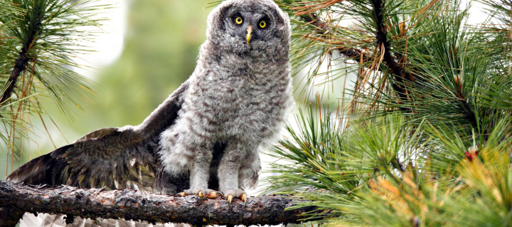 Owl in Forest wallpaper 720x320