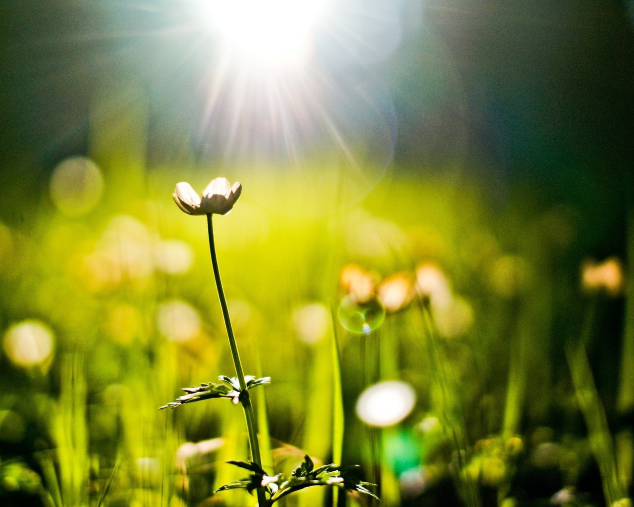 Fondo de pantalla Flower Under Warm Spring Sun 1280x1024