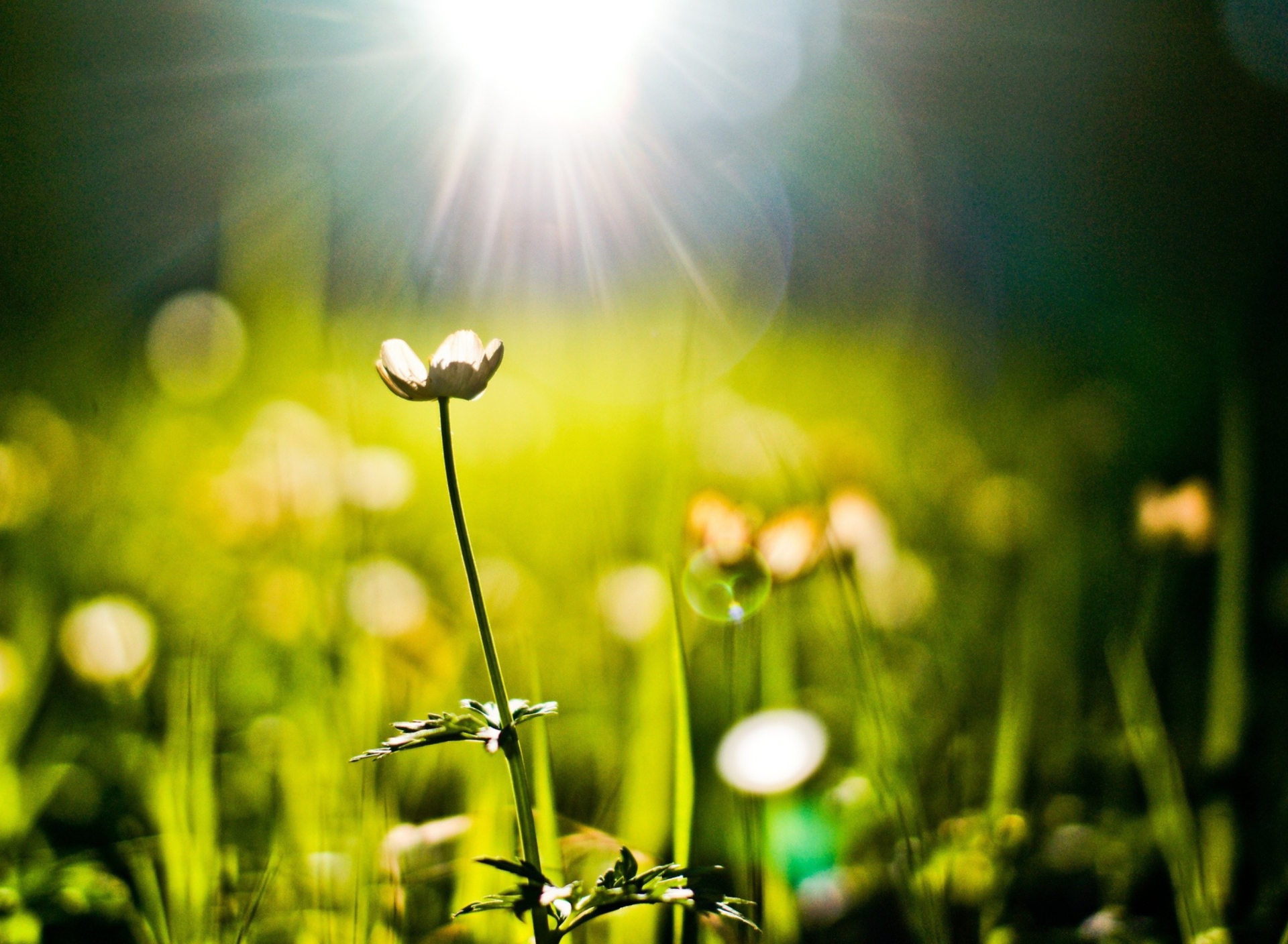 Sfondi Flower Under Warm Spring Sun 1920x1408