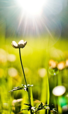 Fondo de pantalla Flower Under Warm Spring Sun 240x400