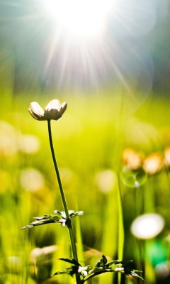 Flower Under Warm Spring Sun wallpaper 240x400