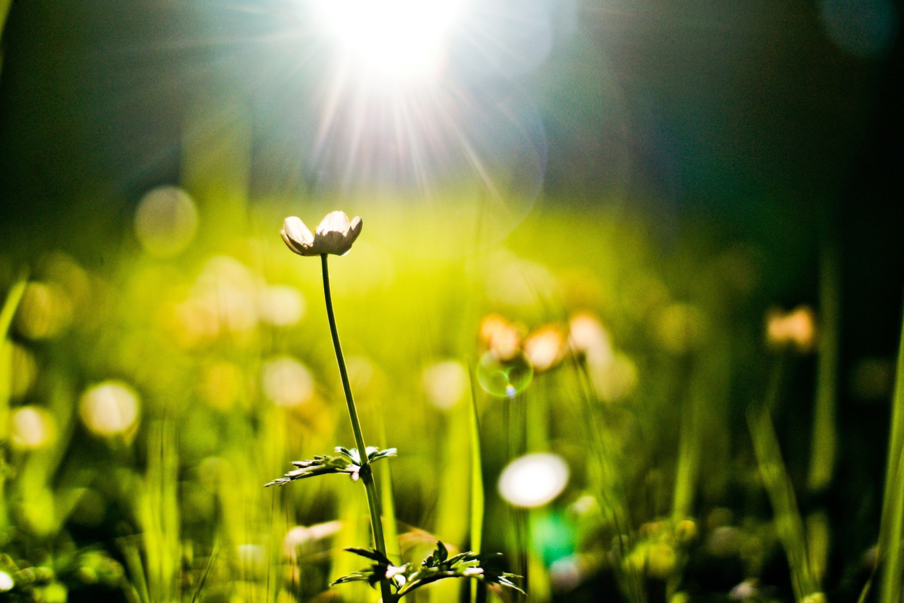 Das Flower Under Warm Spring Sun Wallpaper 2880x1920