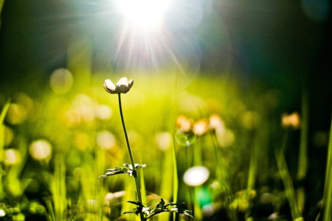Fondo de pantalla Flower Under Warm Spring Sun 480x320