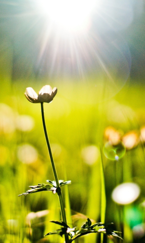 Flower Under Warm Spring Sun screenshot #1 480x800
