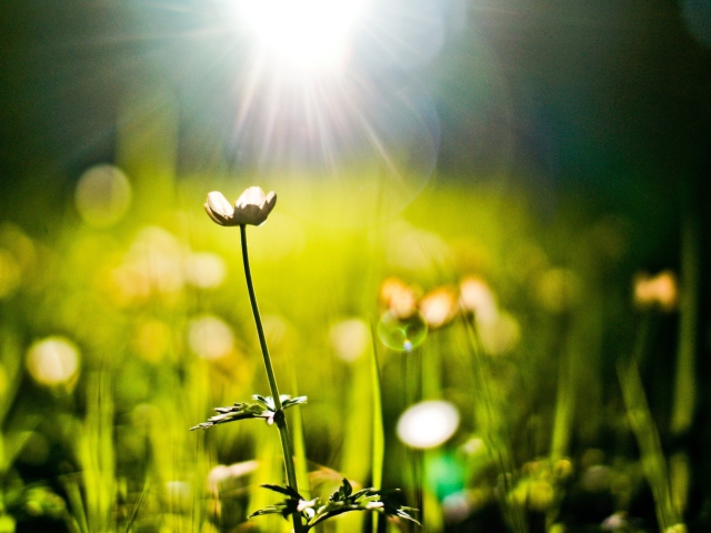 Fondo de pantalla Flower Under Warm Spring Sun 640x480