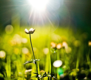 Flower Under Warm Spring Sun Wallpaper for Nokia 6230i