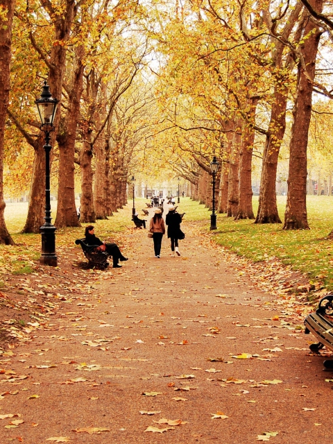 Das Walk In Autumn Park Wallpaper 480x640