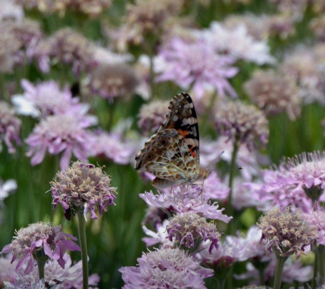 Butterfly Wallpaper For Htc J