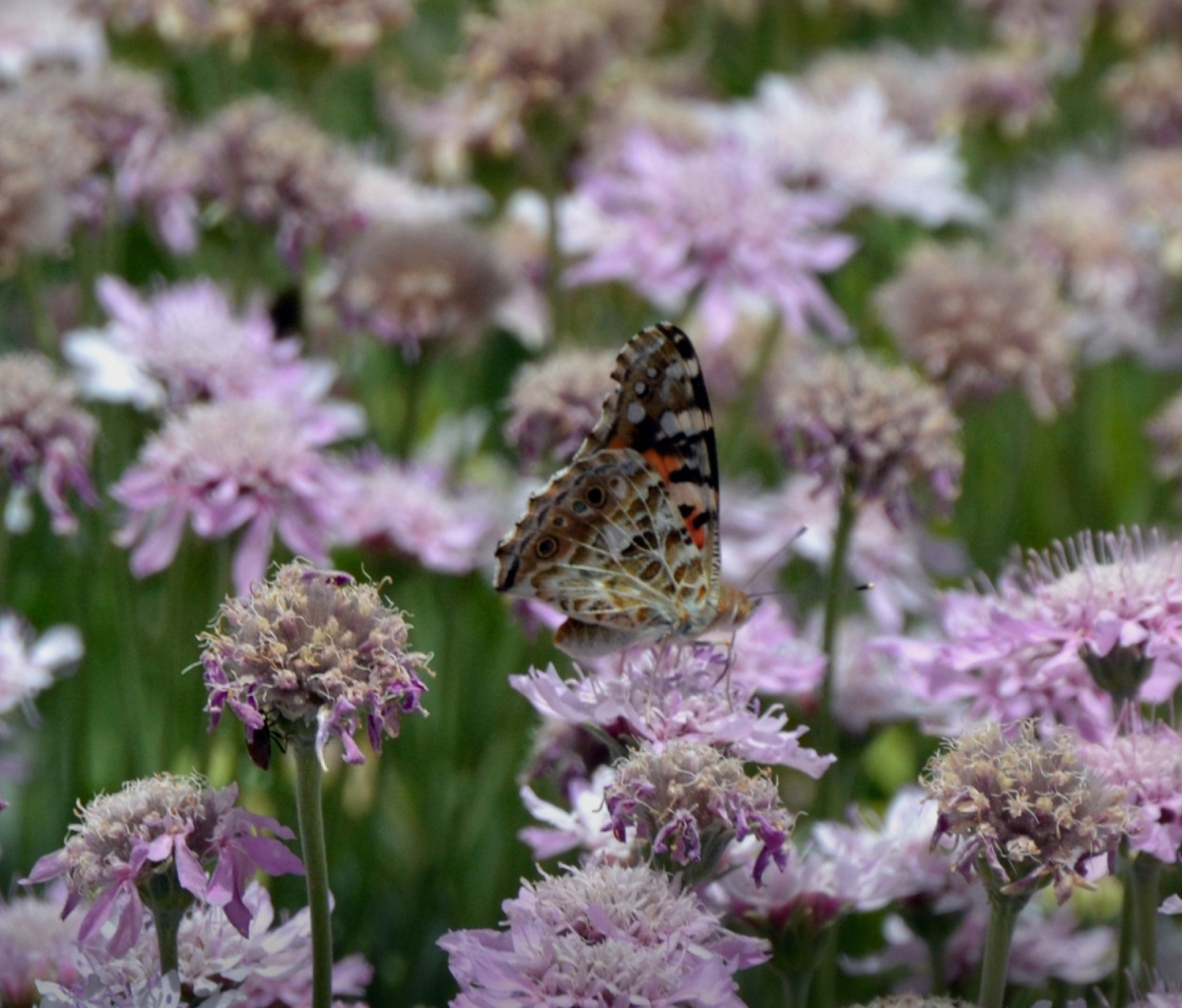 Butterfly screenshot #1 1200x1024