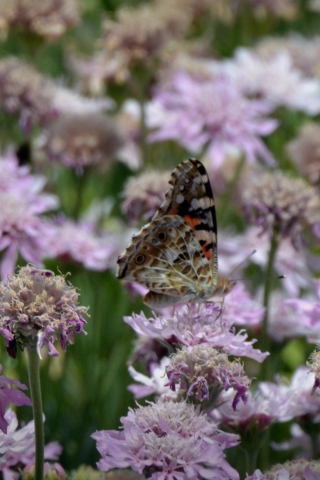 Butterfly wallpaper 320x480