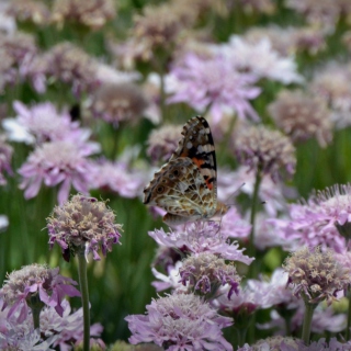 Butterfly - Fondos de pantalla gratis para iPad 2