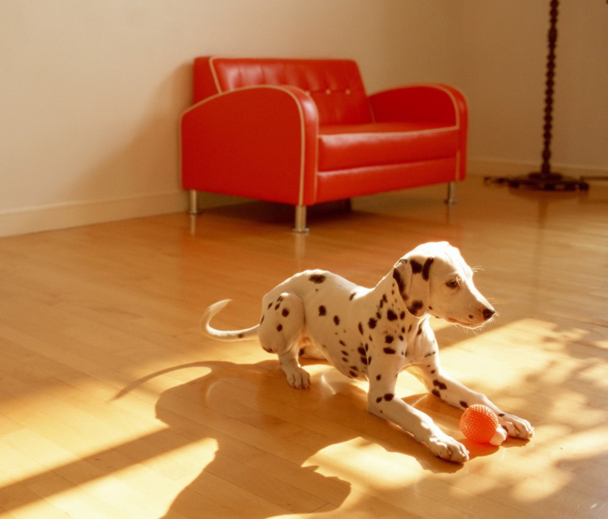 Dalmatian Puppy screenshot #1 1200x1024