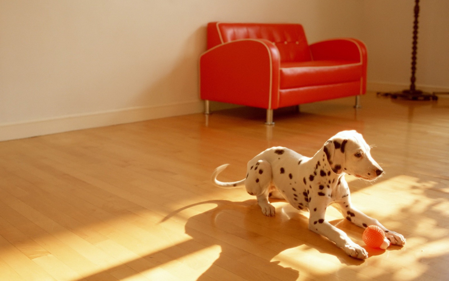 Dalmatian Puppy wallpaper 1440x900