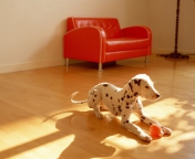 Dalmatian Puppy screenshot #1 176x144