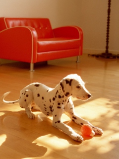 Dalmatian Puppy screenshot #1 240x320