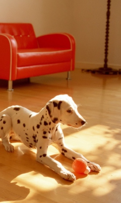Fondo de pantalla Dalmatian Puppy 240x400