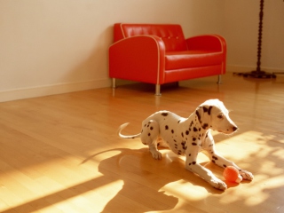 Das Dalmatian Puppy Wallpaper 320x240