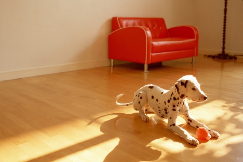 Dalmatian Puppy wallpaper 480x320