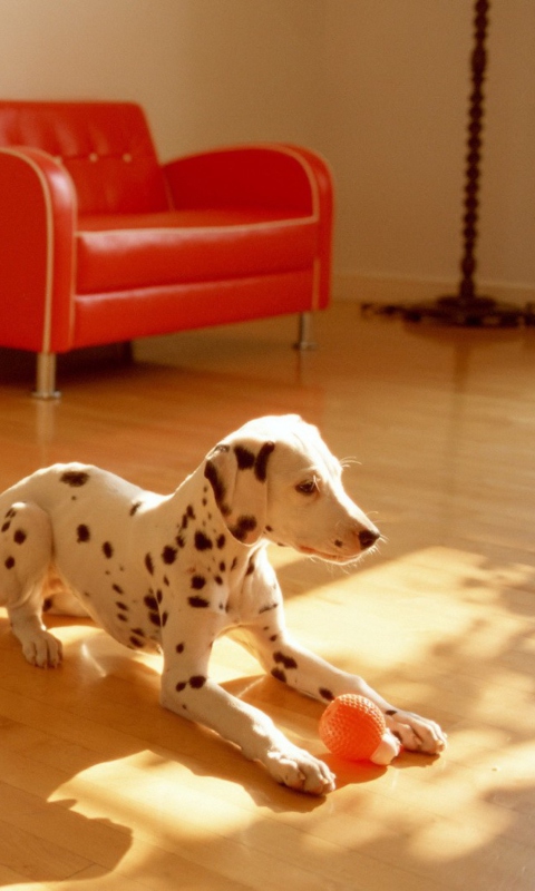 Fondo de pantalla Dalmatian Puppy 480x800