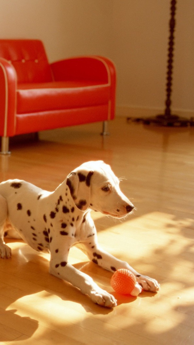 Dalmatian Puppy wallpaper 640x1136
