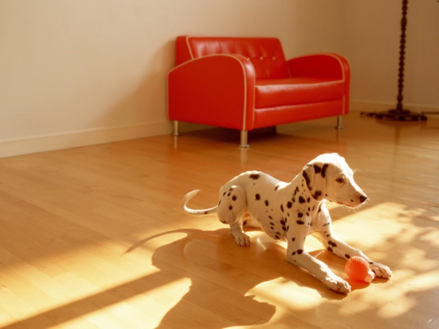 Das Dalmatian Puppy Wallpaper 640x480