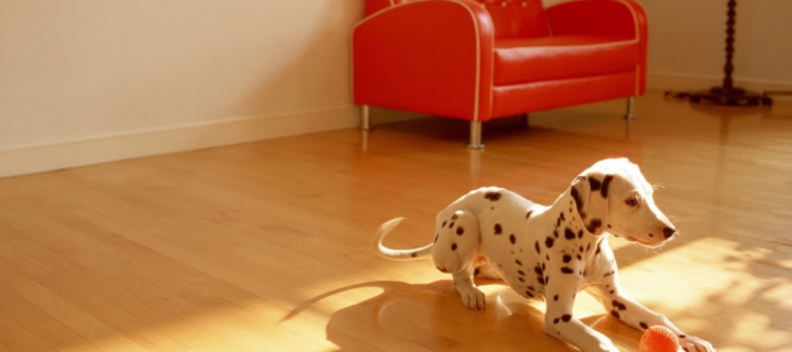 Fondo de pantalla Dalmatian Puppy 720x320