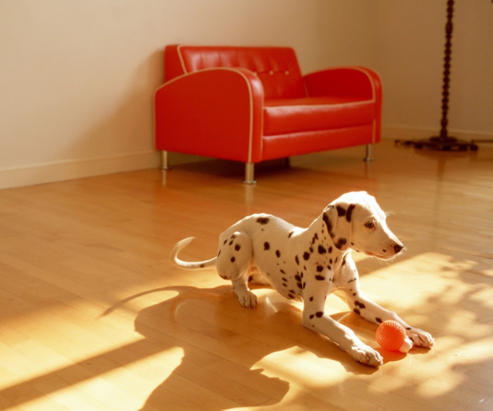 Screenshot №1 pro téma Dalmatian Puppy 960x800