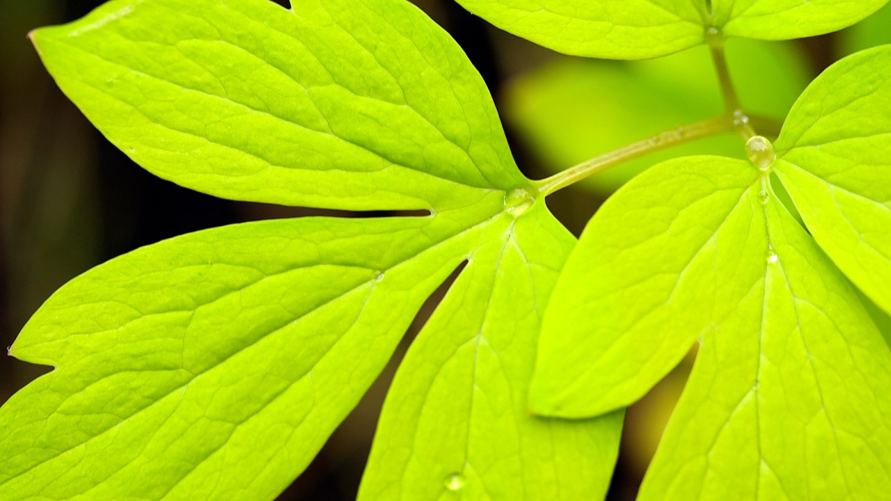 Das Green Leaf Wallpaper 1280x720