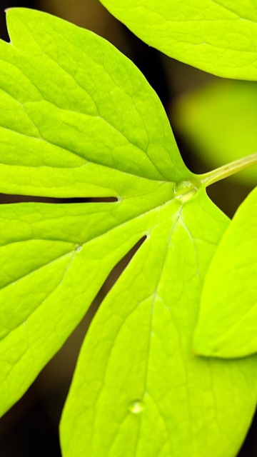 Green Leaf wallpaper 360x640