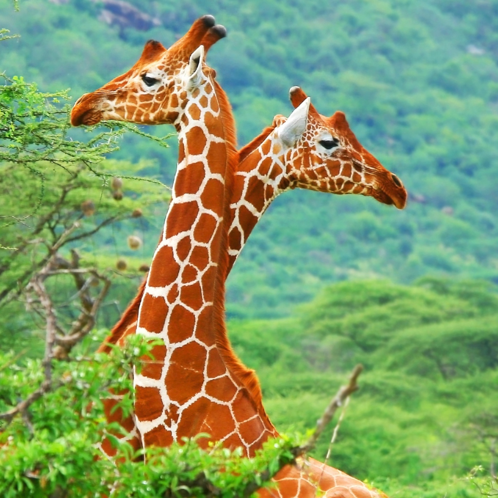 Das Savannah Giraffe Wallpaper 1024x1024