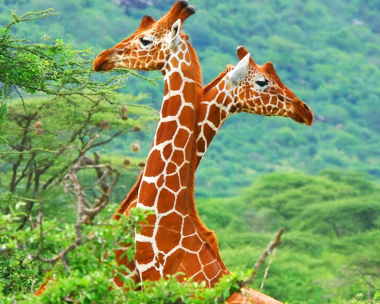 Screenshot №1 pro téma Savannah Giraffe 1280x1024