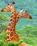 Savannah Giraffe screenshot #1 128x160