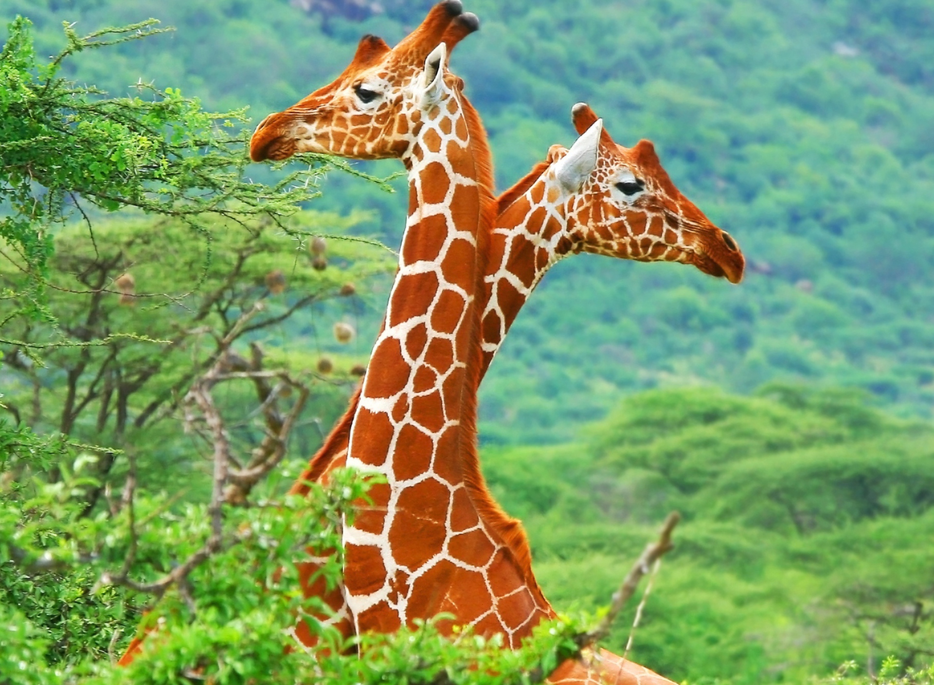 Fondo de pantalla Savannah Giraffe 1920x1408