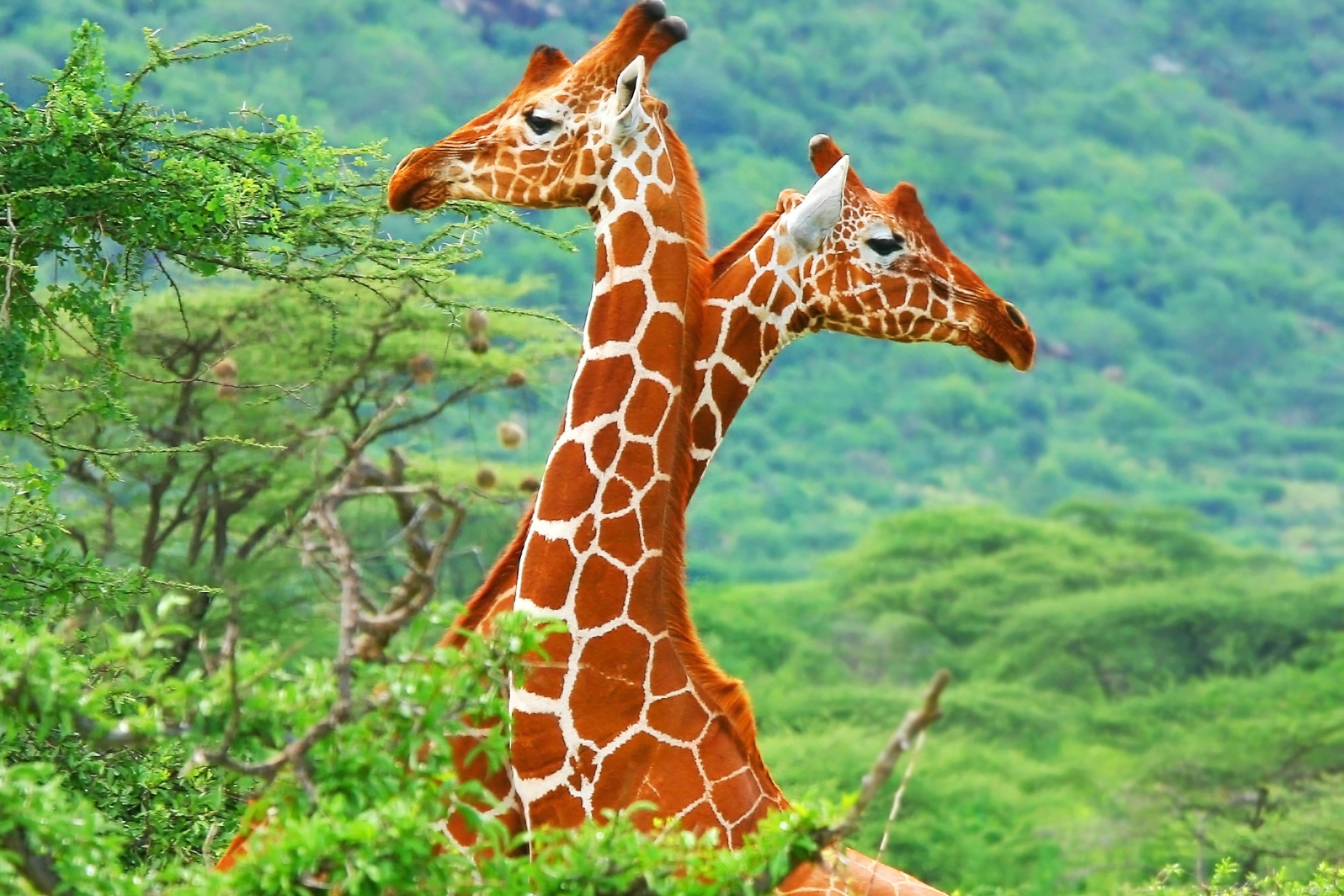 Fondo de pantalla Savannah Giraffe 2880x1920