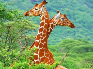 Das Savannah Giraffe Wallpaper 320x240