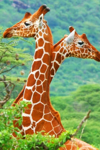 Sfondi Savannah Giraffe 320x480