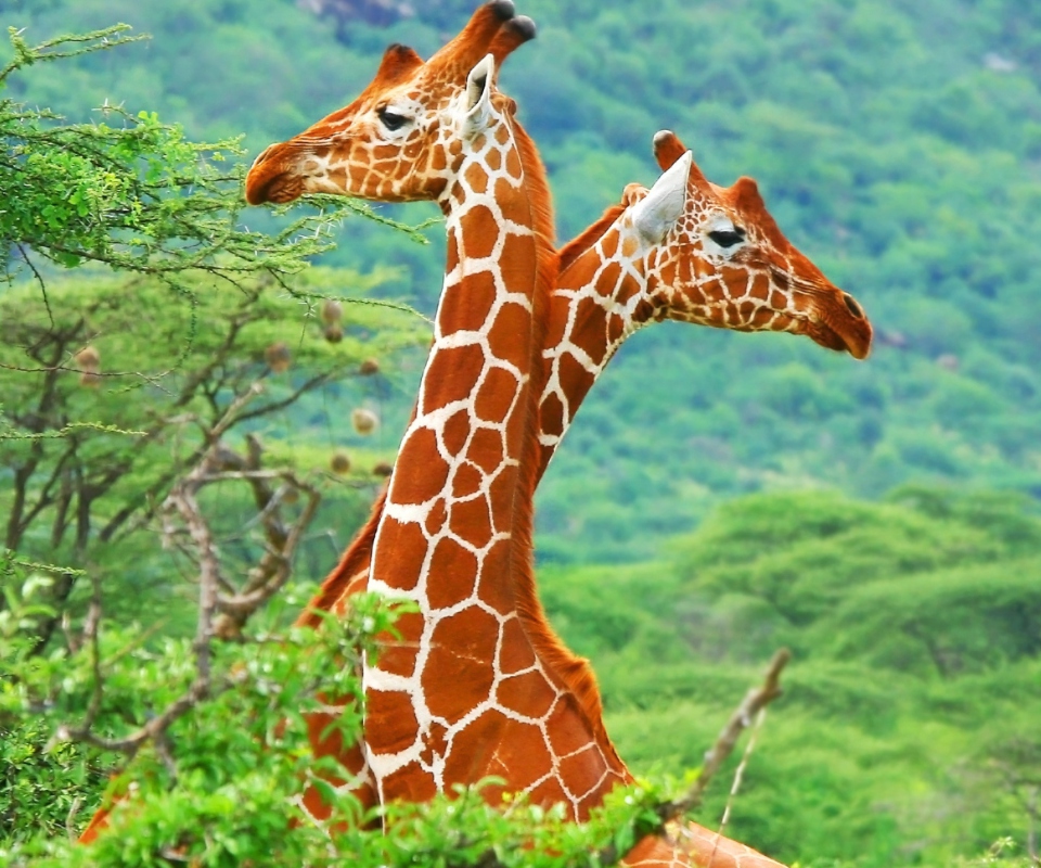 Fondo de pantalla Savannah Giraffe 960x800