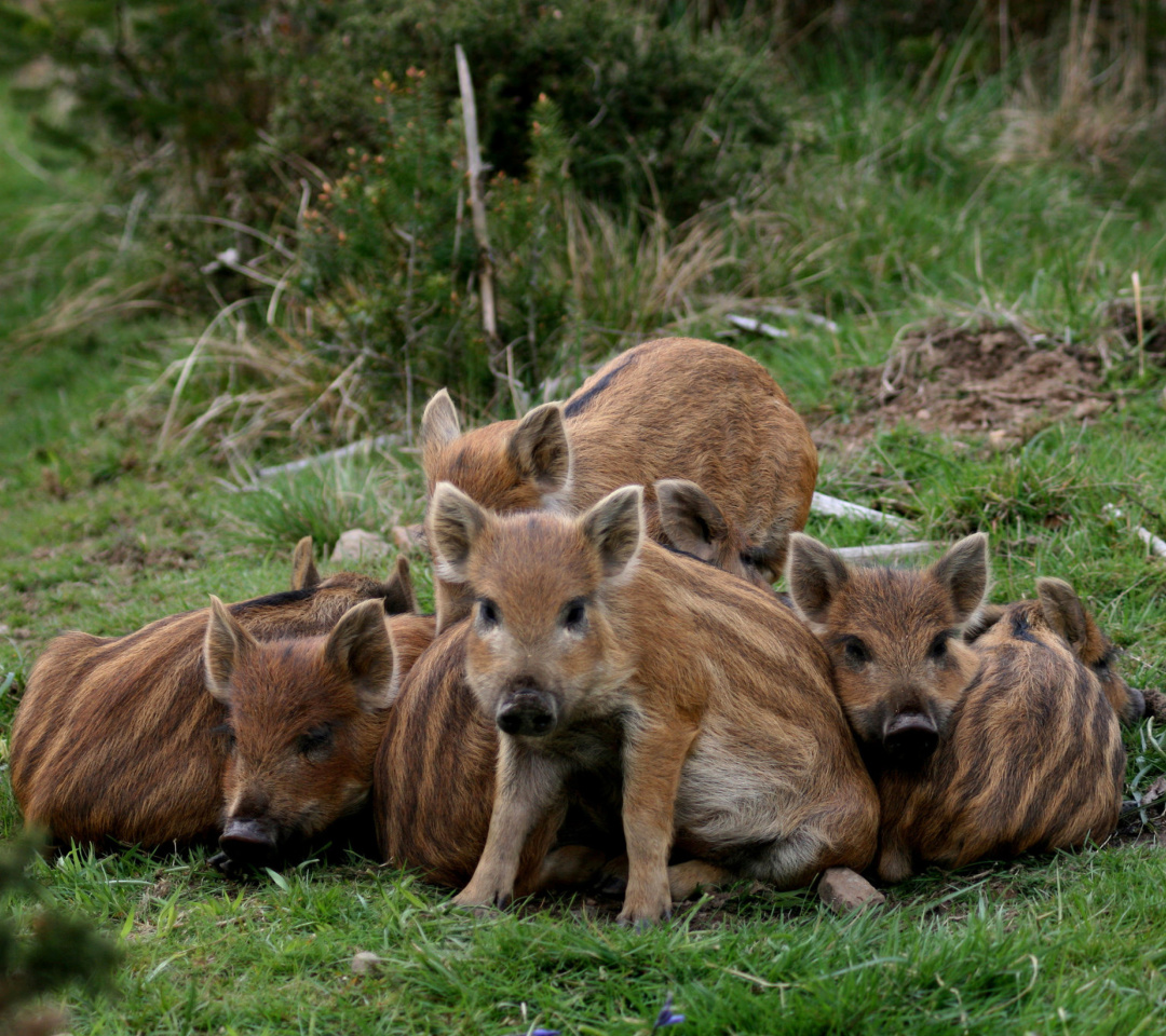 Das Wild boar, Feral pig Wallpaper 1080x960