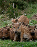 Wild boar, Feral pig wallpaper 128x160