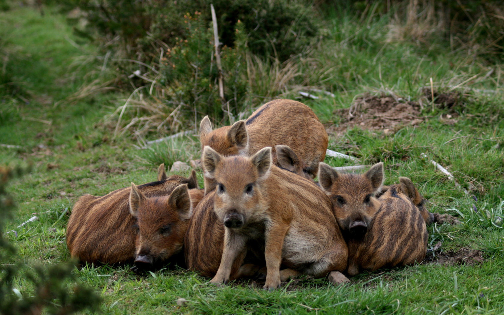 Wild boar, Feral pig screenshot #1 1680x1050