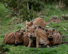 Обои Wild boar, Feral pig 220x176