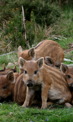 Wild boar, Feral pig screenshot #1 240x400