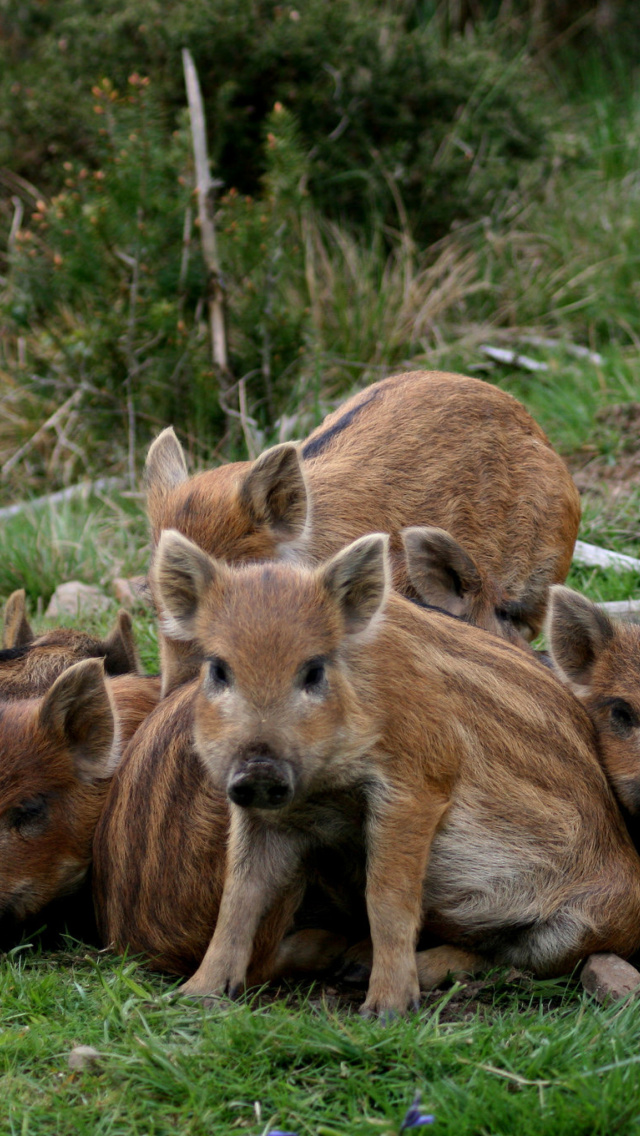 Fondo de pantalla Wild boar, Feral pig 640x1136