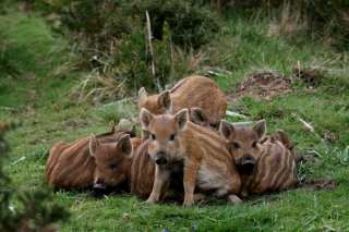 Wild boar, Feral pig sfondi gratuiti per cellulari Android, iPhone, iPad e desktop
