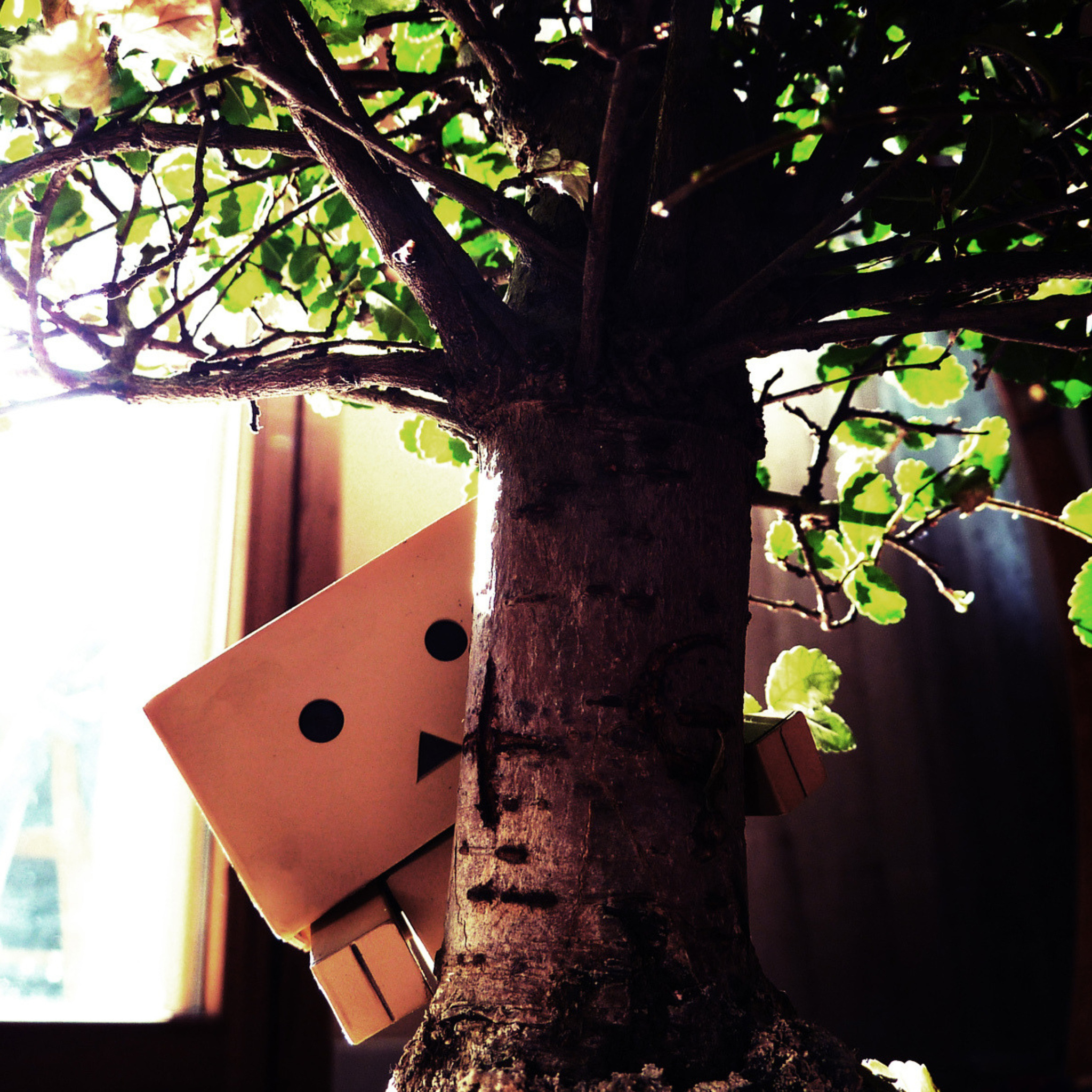 Little Danbo Hiding Behind Plant wallpaper 2048x2048