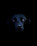 Das Black Lab Labrador Retriever Wallpaper 128x160