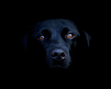 Fondo de pantalla Black Lab Labrador Retriever 220x176