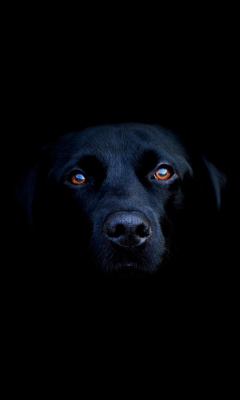 Black Lab Labrador Retriever screenshot #1 240x400