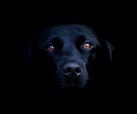 Sfondi Black Lab Labrador Retriever 480x400