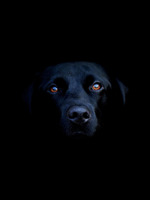 Sfondi Black Lab Labrador Retriever 480x640